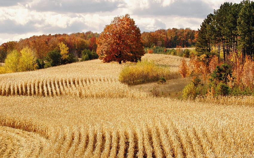 Beautiful Wheat Field Backgrounds HD wallpaper