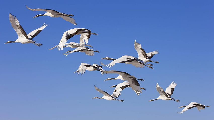 Uccelli migratori : Tigtag Sfondo HD