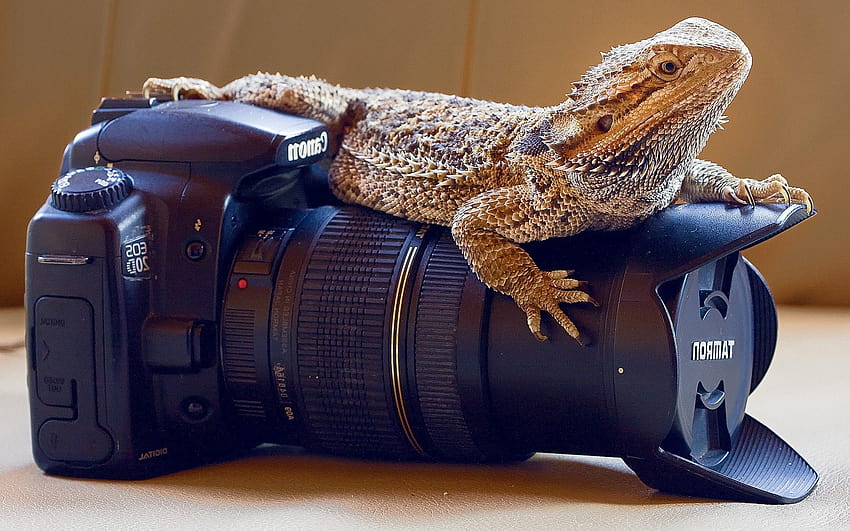 animals, Reptile, Lizards, Skin, Camera, Canon, Closeup, graphy, Reflex / and Mobile Backgrounds HD wallpaper