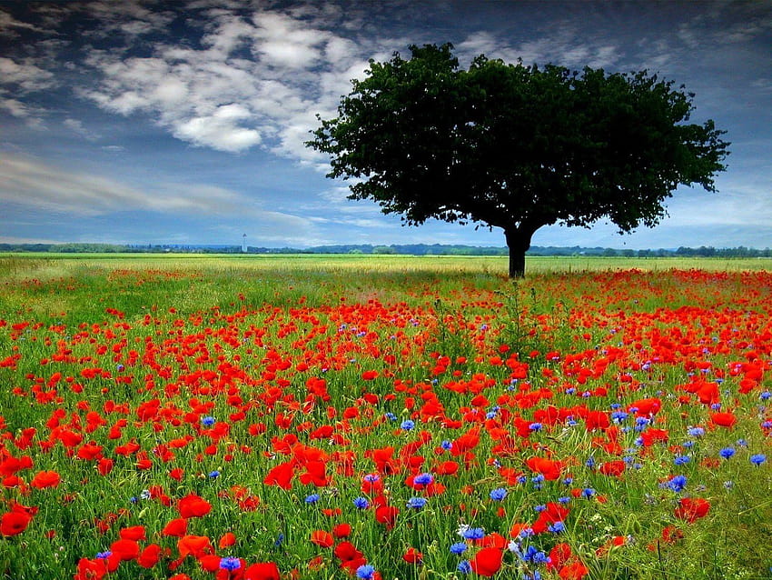 poppy, poppy flower, vast field, beautiful, tree, red, wild flowers in meadow HD wallpaper