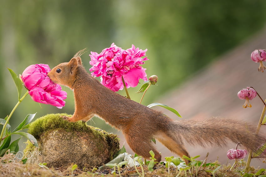 flowers smelling, spring squirrels HD wallpaper