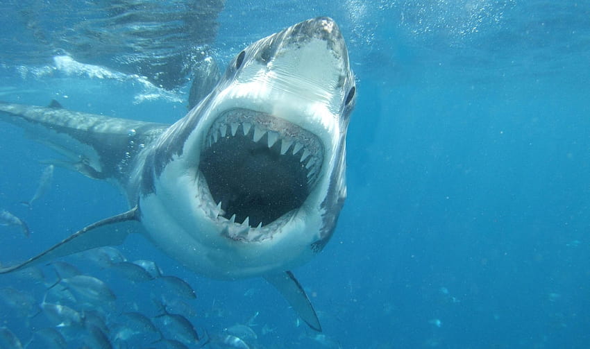 Boğa Köpekbalıkları, Animal Society'de İnsanlara saldırır mı HD duvar kağıdı