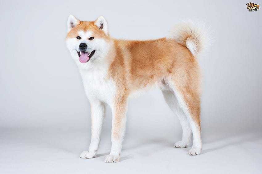 Gesundheit und Langlebigkeit des japanischen Akita Inu-Hundes HD-Hintergrundbild