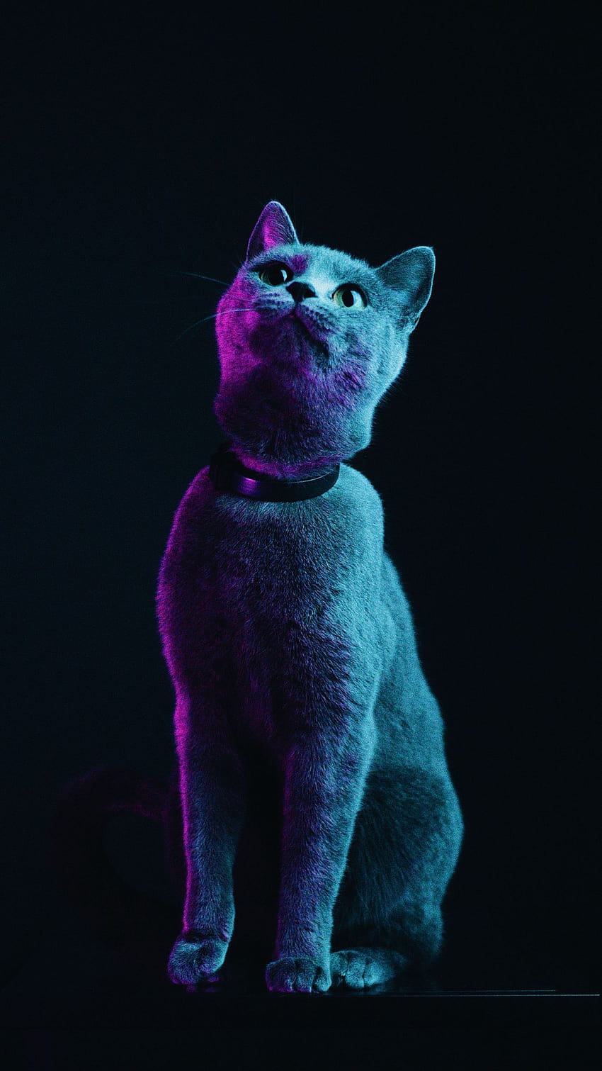 1350x2400 cat, gray, pet, neon iphone 8+/7+/6s+/ for parallax backgrounds HD phone wallpaper