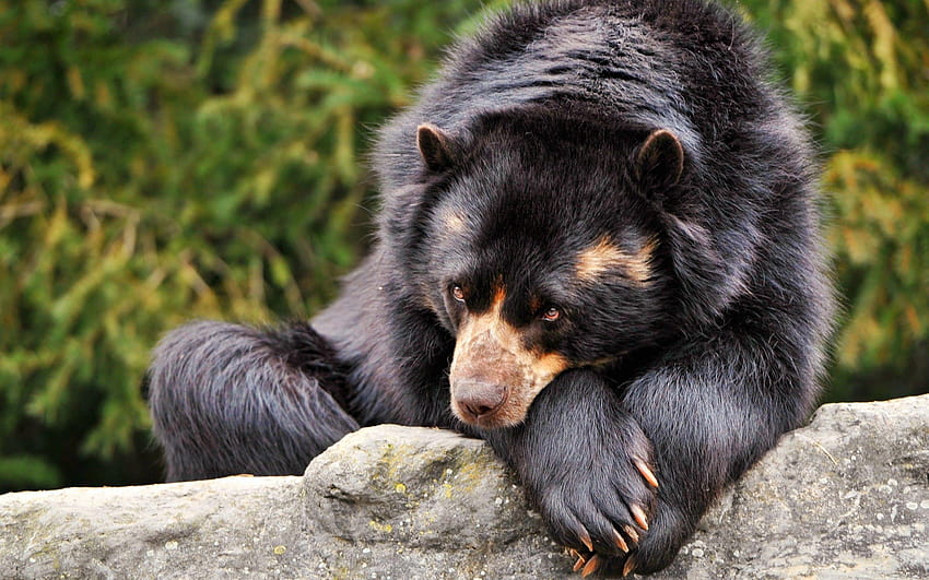 Brown bear sad and, spectacled bear HD wallpaper