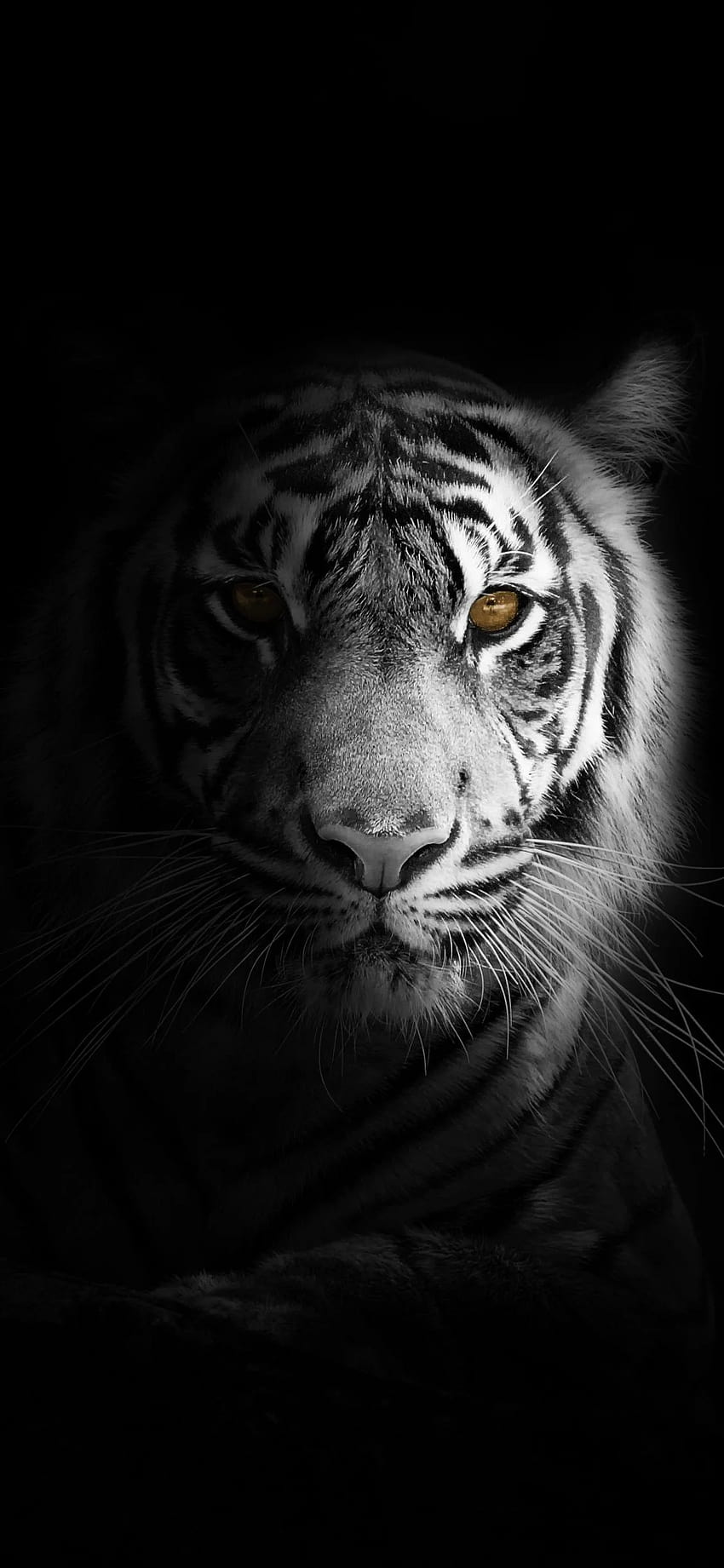 White Tiger Iphone Top in 2020 HD phone wallpaper