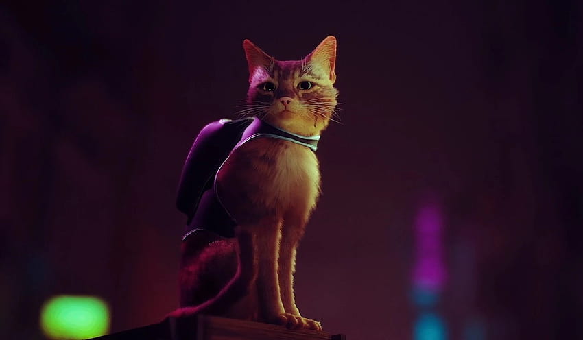 Stray, Cyberpunk Cat Game за PS5, получава дата на издаване, бездомна игра HD тапет