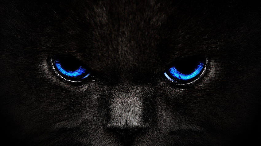 black cat, cat faces HD wallpaper