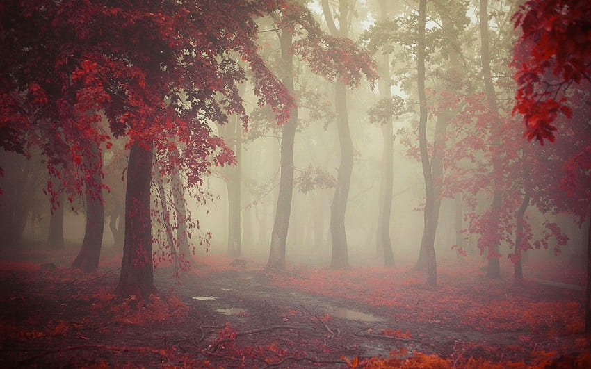 Mist, Fall, Morning, Nature, Leaves, Red, Path, Trees, Rain, Landscape ...