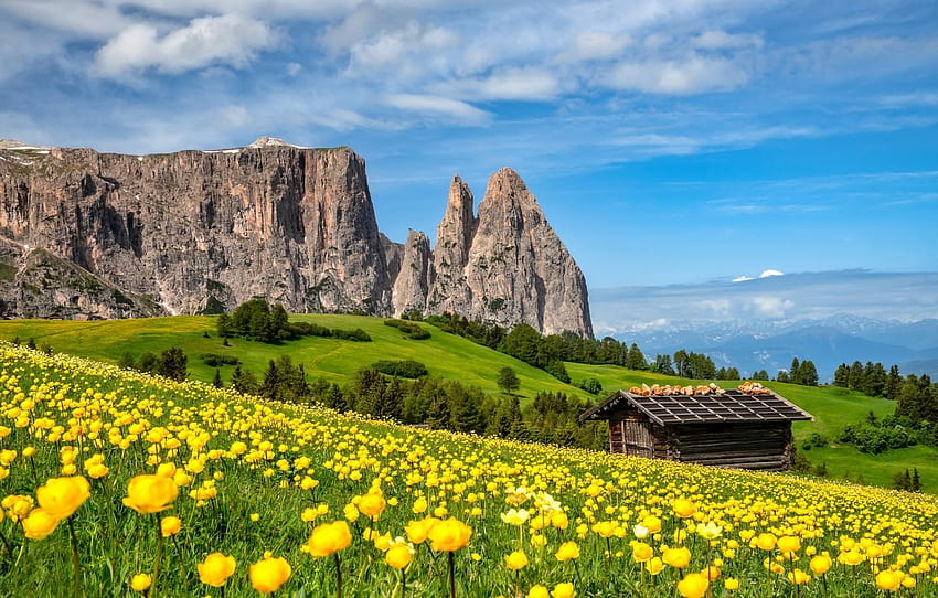 flowers, mountains, meadow, the barn, Italy, Italy, south tyrol HD wallpaper