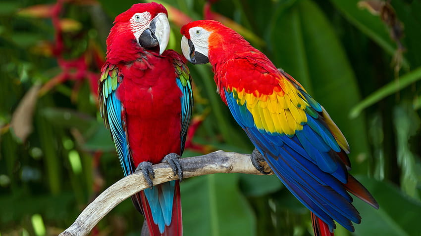 parrot, plumage, branch, exotic, red, blue, Animals HD wallpaper