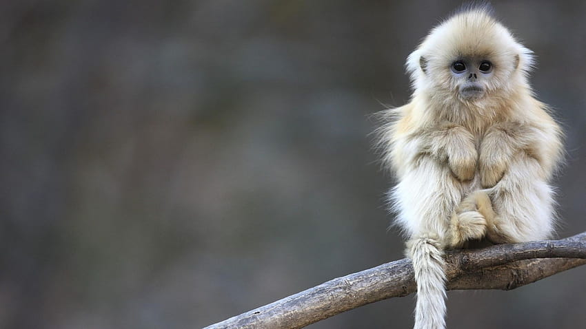 Maymun, sevimli küçük hayvanlar HD duvar kağıdı