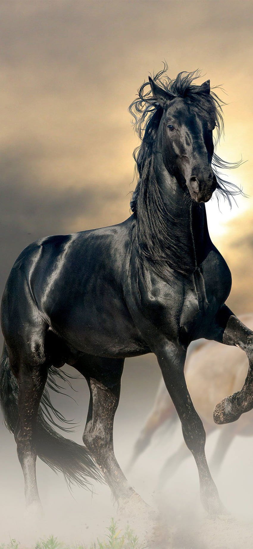 Iphone Czarny koń, czarny koń iPhone Tapeta na telefon HD