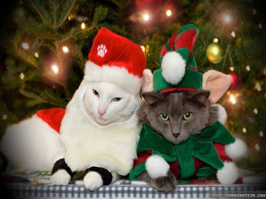 4 Christmas with Cats, christmas cat HD wallpaper | Pxfuel