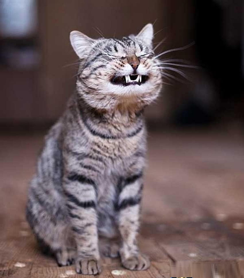 웃기는 웃는 고양이 애완 동물 Lol Cat Pics, lol cats HD 전화 배경 화면