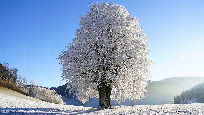 Chromebook albero invernale, inverno Chromebook Sfondo HD
