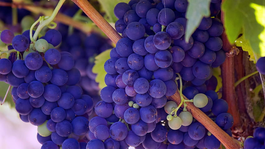 Winorośl, winnica, fioletowe winogrona, grafy, winnica gronowa Tapeta HD