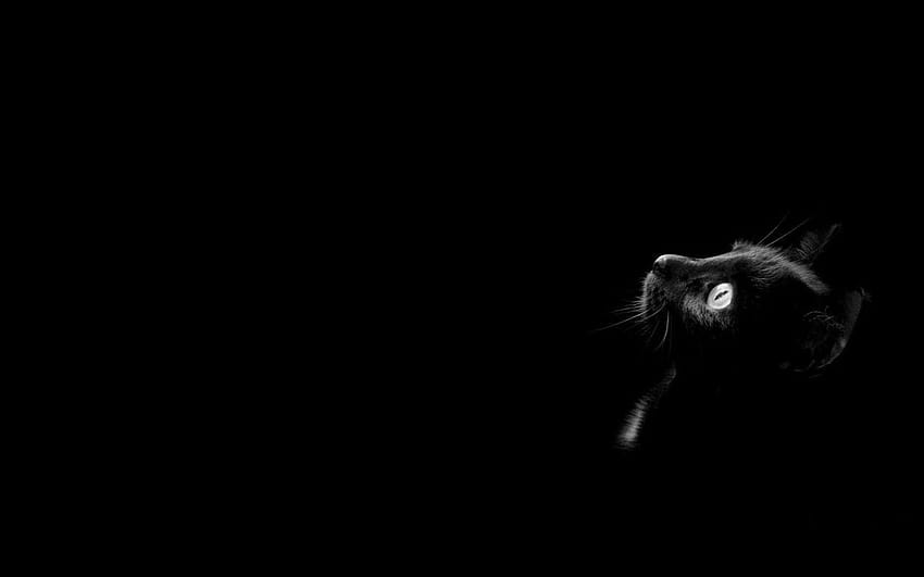 neugierige schwarze katze minimal, halloween minimalistisch HD-Hintergrundbild