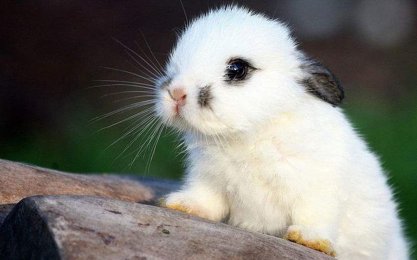 Baby Bunny, halloween cute bunny HD wallpaper