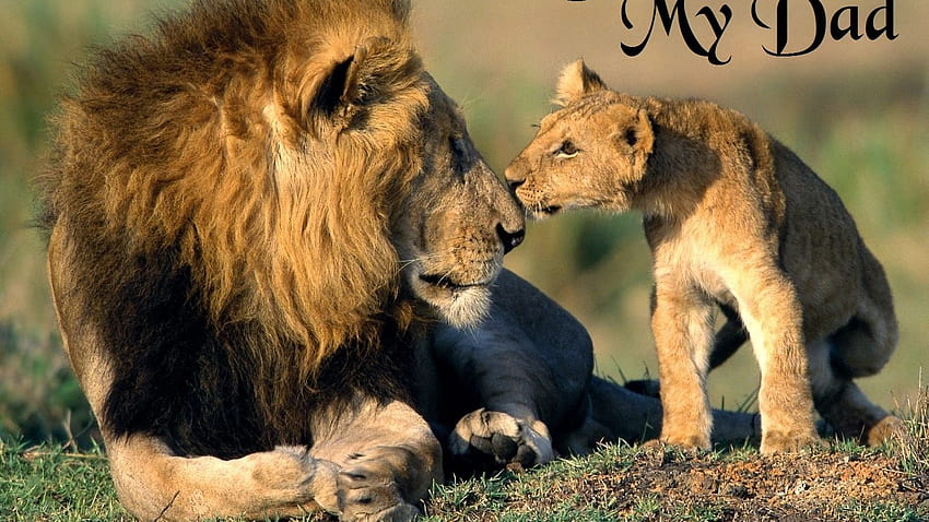 To click on I Love My Dad Fathers Day Lion then [1600x1200] for your , Mobile & Tablet, lion love HD wallpaper