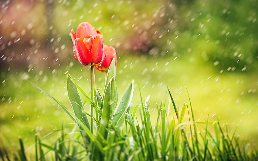 Tulip Rain , Flowers, Backgrounds, and, flower and rain HD wallpaper ...