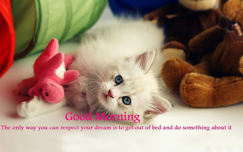 Good morning with cats HD wallpapers | Pxfuel