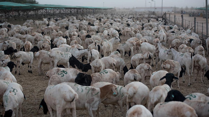 A Somália e a Somalilândia exportam gado para a Arábia Saudita para alimentar os muçulmanos no peregrino Hajj a Meca papel de parede HD