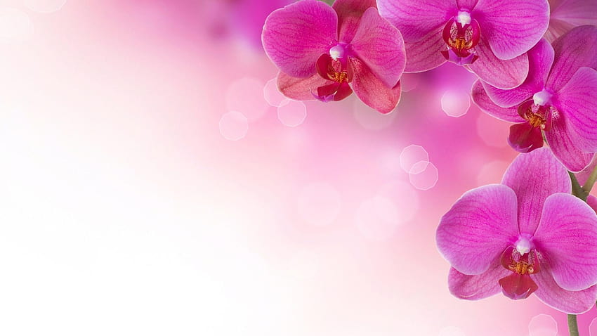Rincón de flores rosadas fondo de pantalla