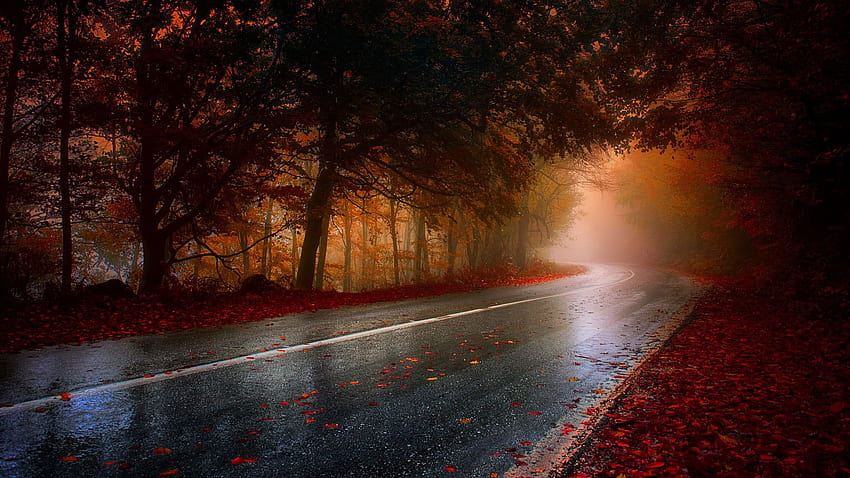 黒いアスファルトの道路、2021年の昼間の紅葉の木の間のコンクリートの道路、昼間の秋の 高画質の壁紙