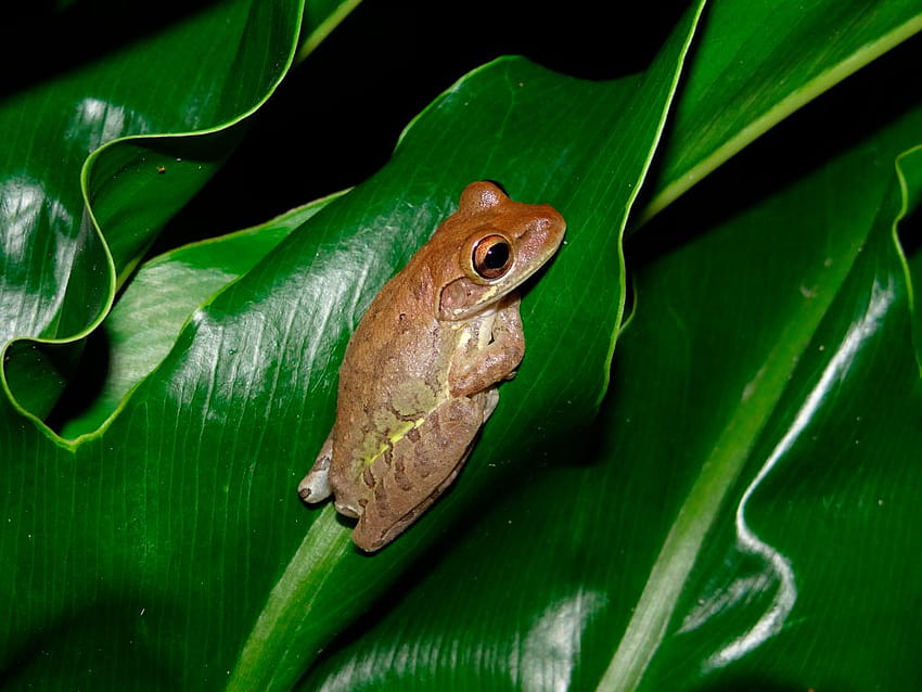 Invasive, noxious treefrogs that eat smaller frogs and grow to be as big as a human fist have established a population in New Orleans – The Denver Post, cuban tree frog HD wallpaper