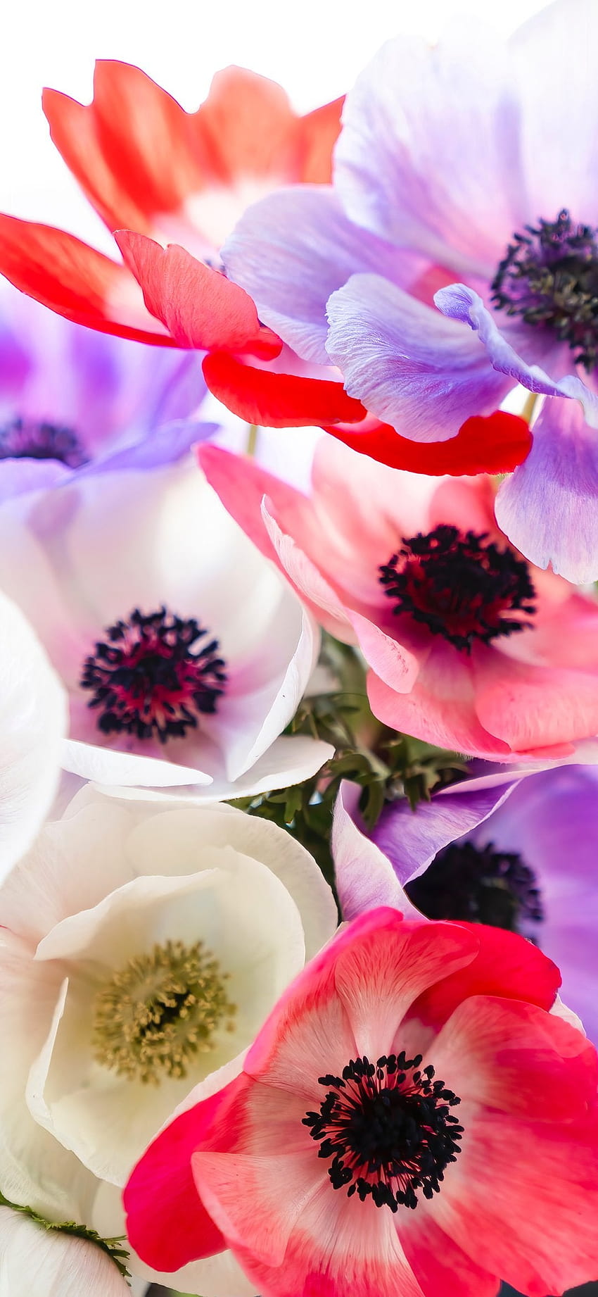 Beautiful multi color flowers – Dump HD phone wallpaper | Pxfuel