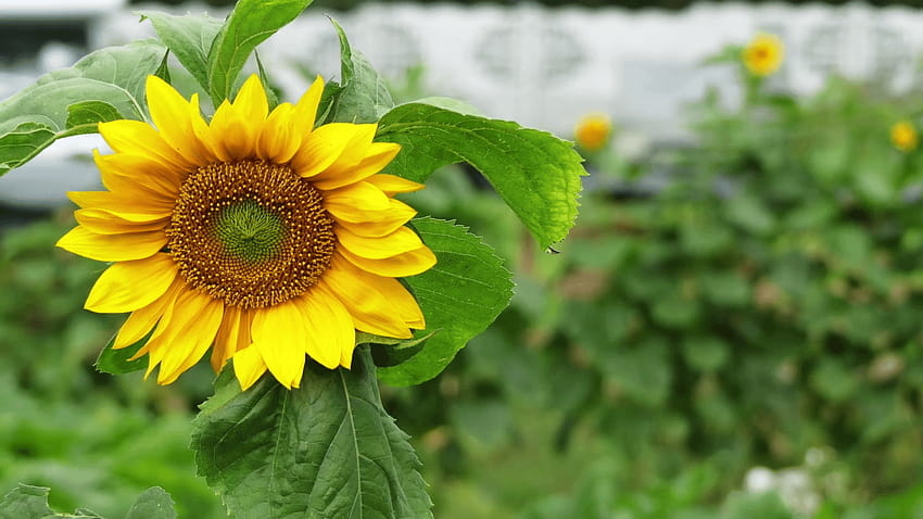 Helianthus annuus, common sunflower, is large annual forb of genus HD wallpaper