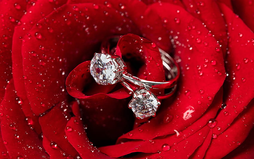 Red rose water drop diamond ring closeup, rings and roses HD wallpaper