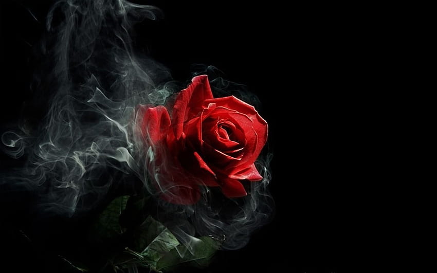 Pin di Delicate Gothic, single rose in darkness Wallpaper HD