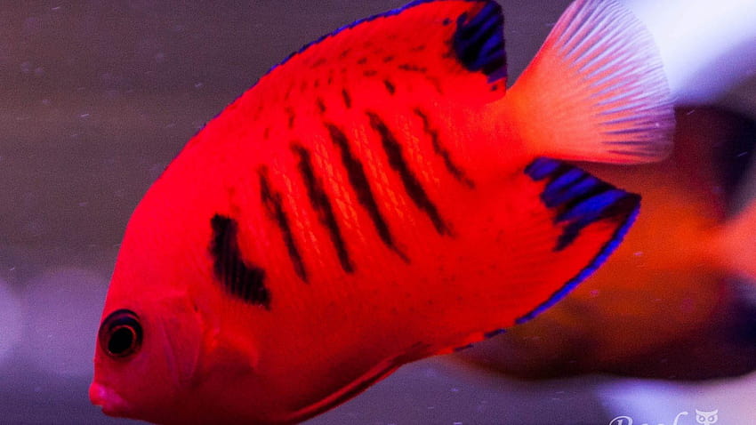 Етикет на ангелска риба: морски пламък под вода, тропическа ангелска риба HD тапет