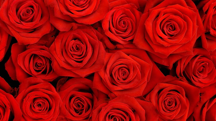 Rote Rosen Ästhetik, Rosencomputer HD-Hintergrundbild