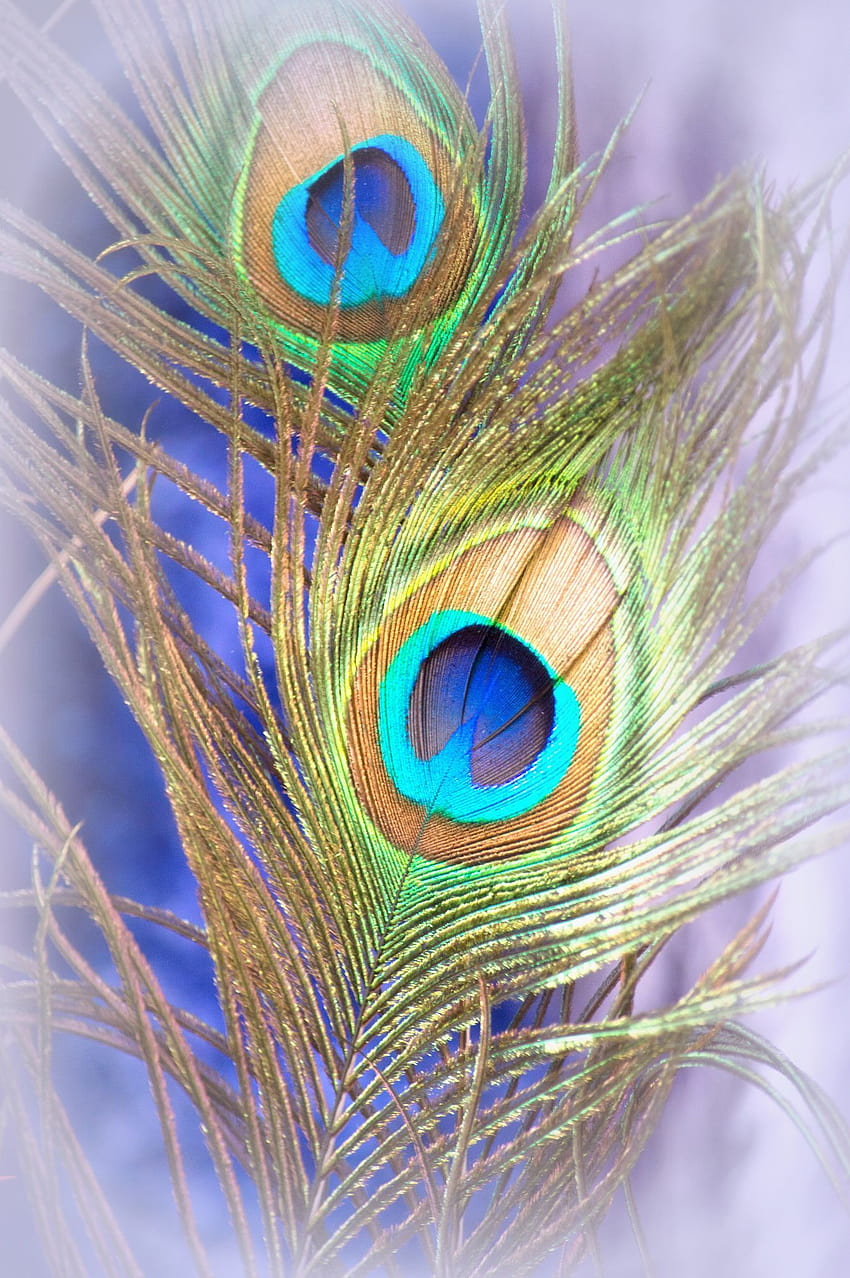 Peacock Feathers, krishna feather HD phone wallpaper | Pxfuel