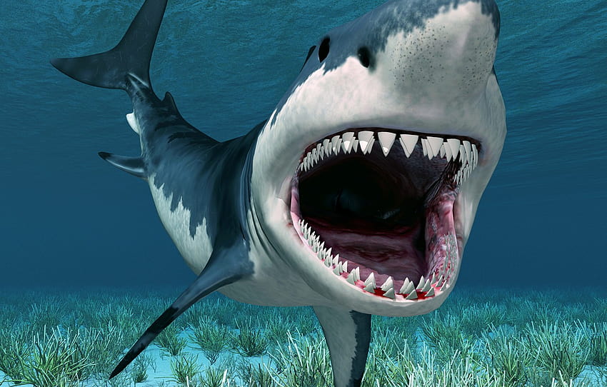 sea, algae, jaw, the bottom, shark, teeth, mouth, under water , section рендеринг, shark teeth HD wallpaper