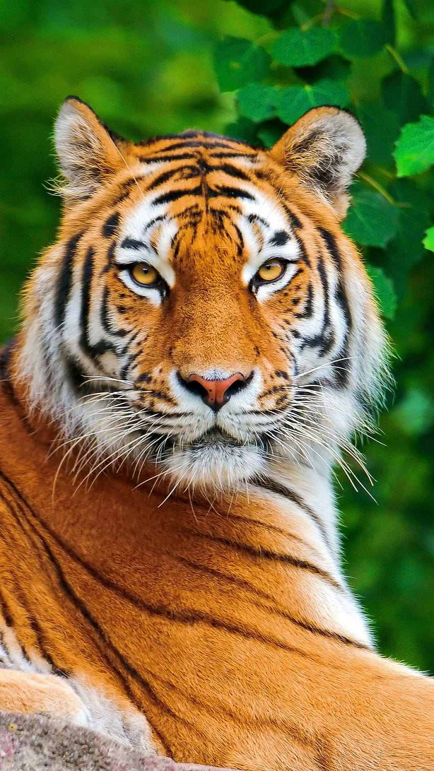 HQ Definition Creative Tiger Mobile, high defination tiger phone HD phone wallpaper