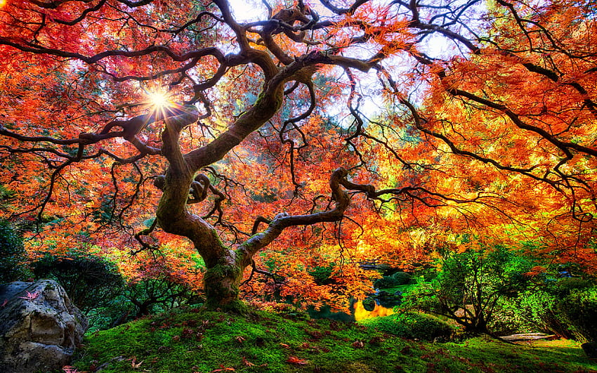 Beautiful Japanese Maple With Red Leaves At The Foot Of Portland Oregon Backgrounds 3840x2400 : 13 HD wallpaper