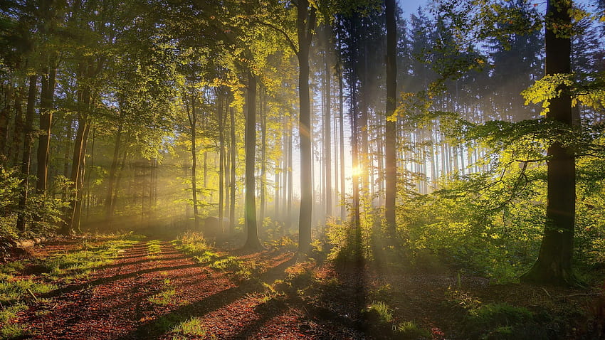 2560x1440 숲, 나무, 태양광선, r, 녹색, iMac 27인치용 휴식, 나무 태양광선 숲 HD 월페이퍼