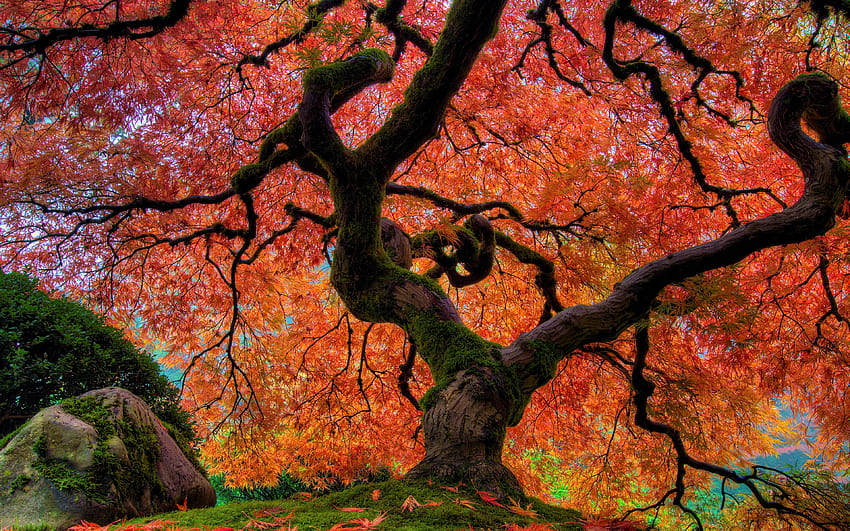 5077541 Foliage, Fall, Tree, Japanese Garden, Earth, Oak, falling oak leaves HD wallpaper