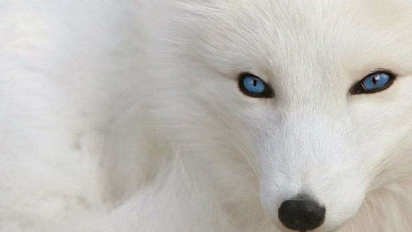 Lupo bianco con occhi azzurri, occhi di lupo Sfondo HD