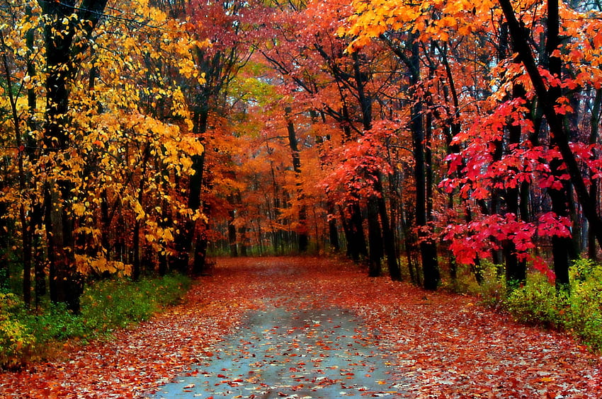 Autumn Season Most Beautiful Full [3744x2293] for your , Mobile & Tablet, beautiful autumn day HD wallpaper