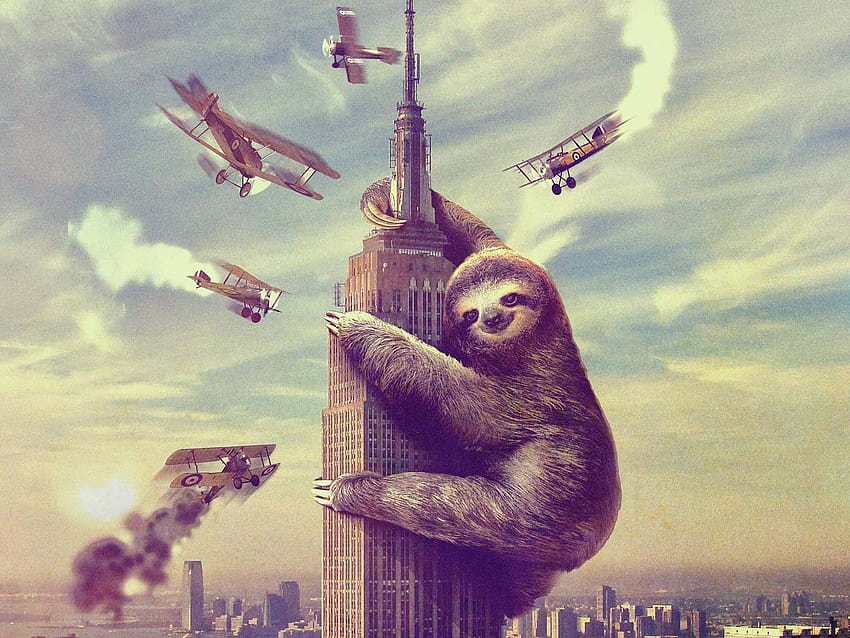 Best 3 Sloth on Hip, cute sloth HD wallpaper