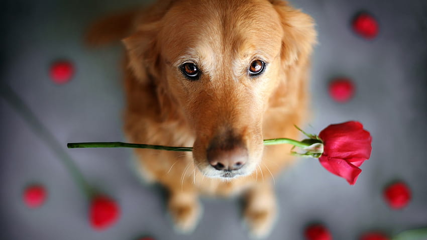 Retriever, brown dog, red rose 1920x1440 HD wallpaper