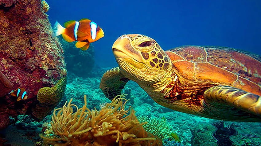 11 HOURS Stunning Underwater footage + Music, great barrier reef turtle HD  wallpaper | Pxfuel