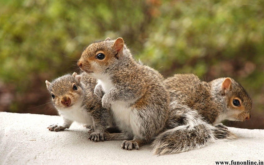 Baby Squirrel HD wallpaper
