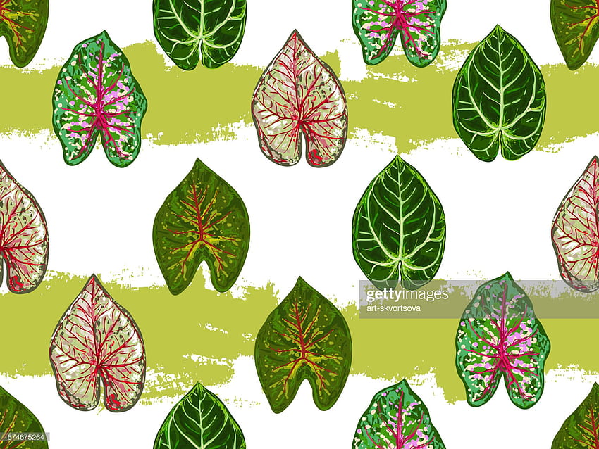 잎 이국적인 빈티지 벡터 식물 벡터 배경 원활한 열대 여름 패턴 패턴 채우기 웹 페이지 배경 표면 질감 직물 높은, 여름 커버 페이지에 대 한 완벽 한 HD 월페이퍼