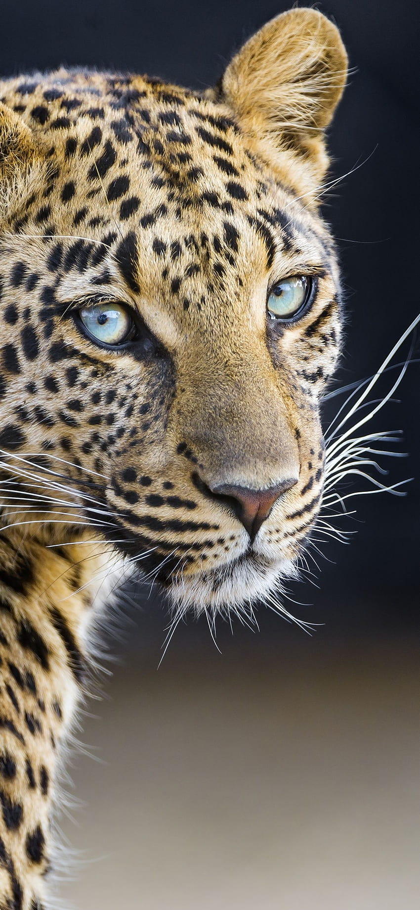 Leopardess , Jaguar, Closeup, Retrato, Big cat, Wild animal, Predator, Carnivore, Animals, animal phone Papel de parede de celular HD